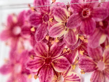 Dry flowers DAYSI 20 unidades