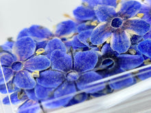 Dry flowers DAYSI 20 unidades