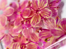 Dry flowers DAYSI 20 unidades