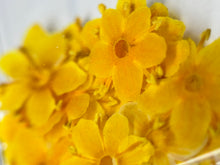 Dry flowers DAYSI 20 unidades