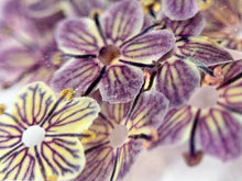 Dry flowers DAYSI 20 unidades