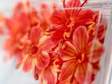 Dry flowers DAYSI 20 unidades