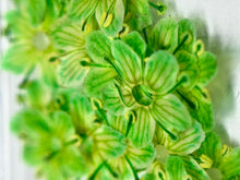 Dry flowers DAYSI 20 unidades