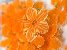 Dry flowers DAYSI 20 unidades